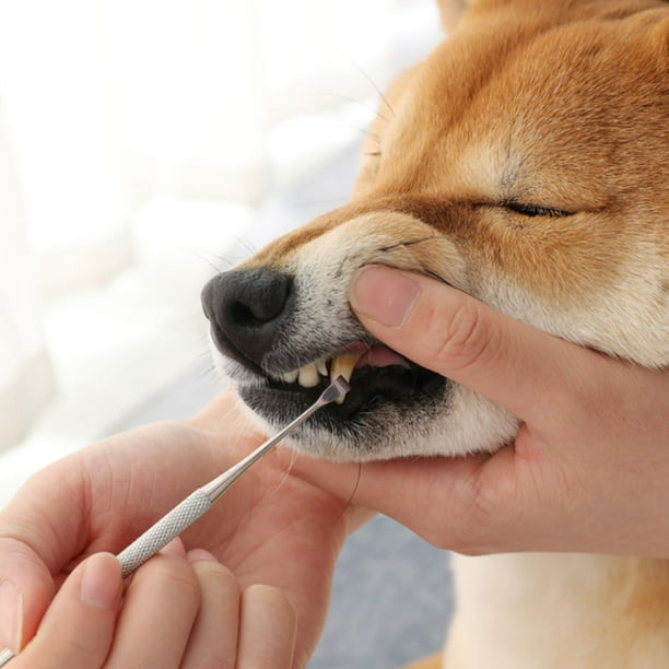 Dog teeth cleaning kit deals