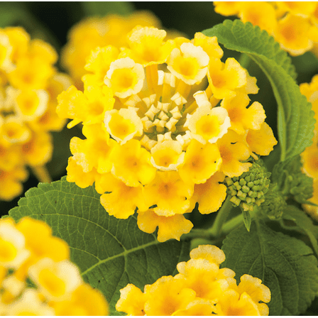Set 2 Lantana Chapel Hill Gold Plants Live for Planting, Lantana Plants Perennial Flowering Plants for Outdoor Gardens 4 to 6 Inches Tall - Dormant in Winter