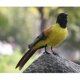 thumbnail image 5 of Pájaro artificial Decoración Jardín Animal Pájaro Escultura Jardín Decoración Estatua 11 Gloria Pájaro artificial, 5 of 6