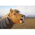 thumbnail image 2 of Anon, Josh 14x11 Black Ornate Wood Framed with Double Matting Museum Art Print Titled - Iceland, Hofn Icelandic horse seems to laugh, 2 of 4