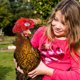 thumbnail image 4 of Bienvenido 2 Piezas Sombreros de Pollo con Correa Elástica Ajustable Lazo de Encaje de Plumas Divertido, 4 of 5