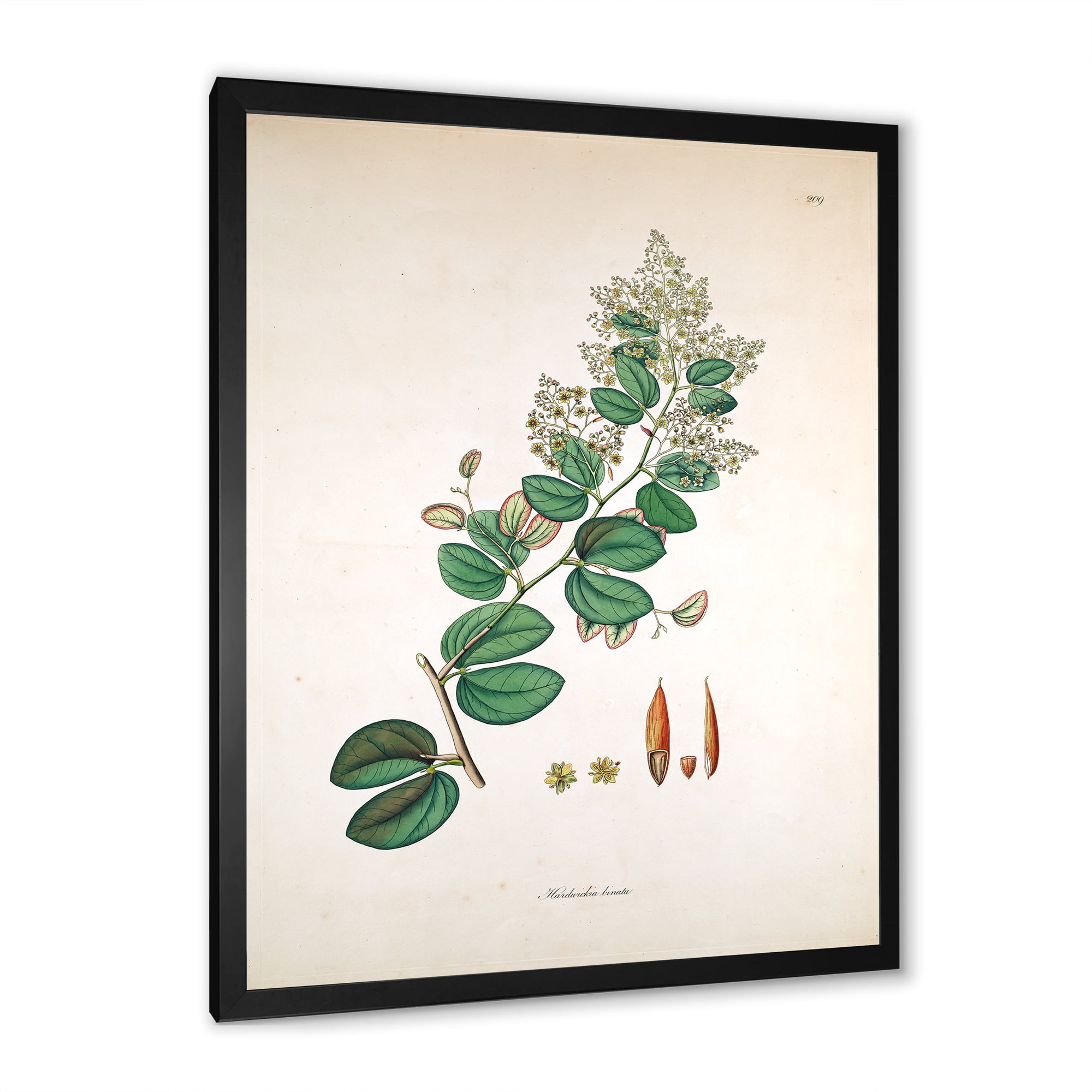 Designart 'Ancient Botanicals XIII' Farmhouse Framed Art Print