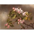 thumbnail image 2 of Heade, Martin Johnson 24x19 Black Ornate Wood Framed with Double Matting Museum Art Print Titled - Hummingbird and Apple Blossoms, 2 of 4