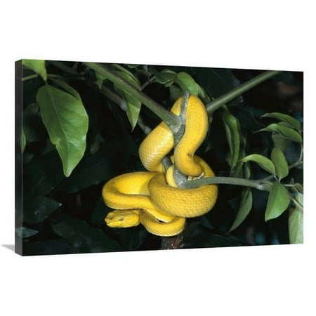 Global Gallery Vemonous Mcgregors Pit VIper Coiled in Tree - Native to the Philippines Art Print - San Diego Zoo