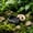Black, variant on Black Imitation Rock Reptile Bowl 4x3 Inch, Natural Crag Pet Food Water Dish for Lizard Gecko Turtle Snake, Non-Tip Amphibian Habitat Feeding Supply