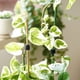 thumbnail image 4 of Nylon Plant Stimbing Vines Stick Tie Tree Amplio Cinta Rollo Postes Postes Agarre Soporte Flor Wrap 125cm Jardín Jardineros Universales Negro Monstrate HA010834-03B, 4 of 7