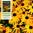thumbnail image 4 of 5 Packs Black-Eyed Susan Wildflower Seeds - Full Sun USA Native Perennial Flowers, 4 of 6