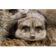 thumbnail image 2 of Jones, Adam 24x17 Black Ornate Wood Framed with Double Matting Museum Art Print Titled - Meerkat family sleeping together, 2 of 4