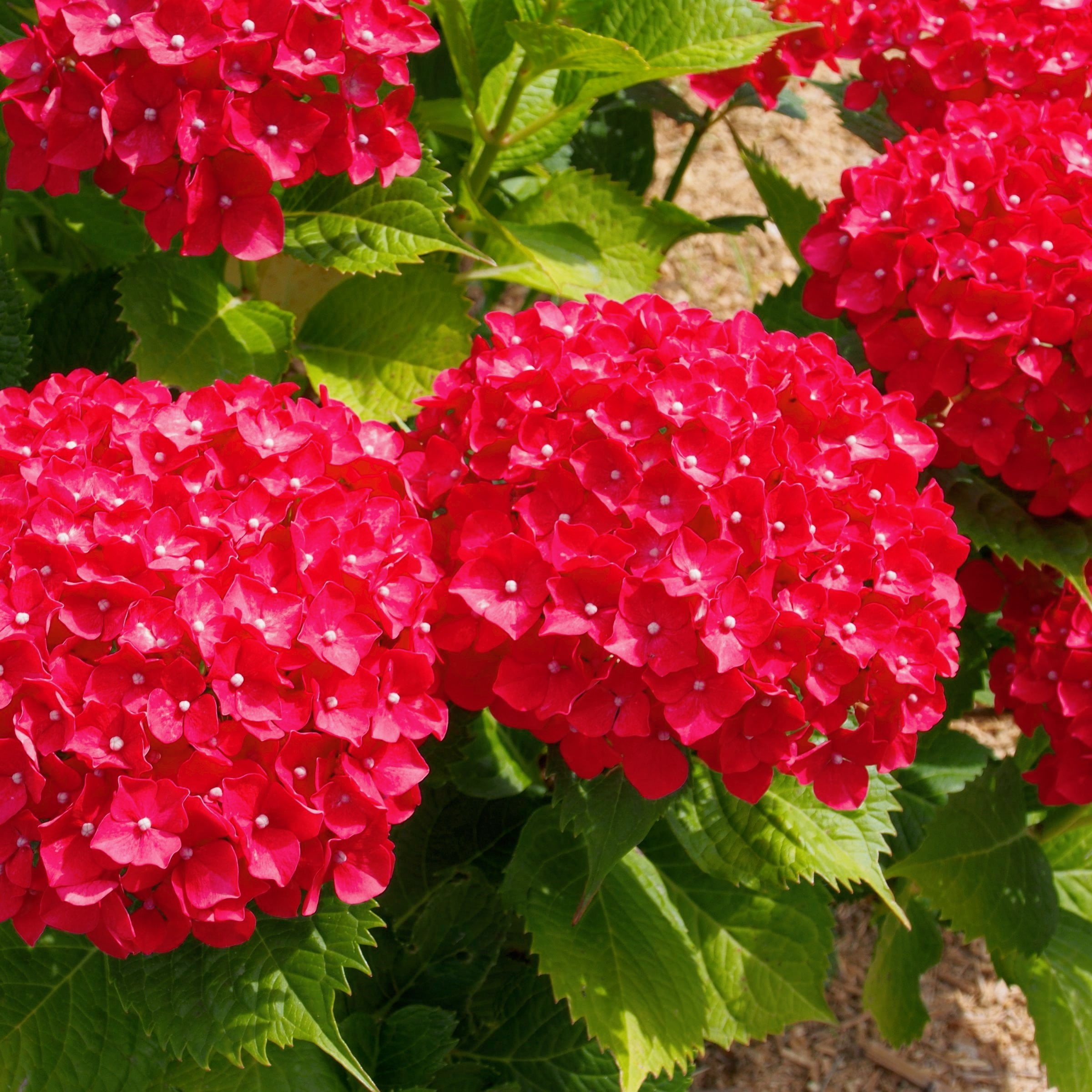 National Plant Network 1 gal Hydrangea 'Red Beauty' Live Perennial Shrub with Part Shade