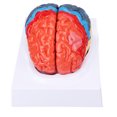 thumbnail image 4 of Modèle Anatomique de Cerveau Humain, Modèle de Cerveau Anatomique Coloré, Modèle de Cerveau Anatomique Élégant et Moderne, 4 of 7