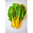 thumbnail image 2 of TomorrowSeeds - Golden Sunrise Swiss Chard Seeds - 600+ Count - For 2026 Planting USA Garden, 2 of 11