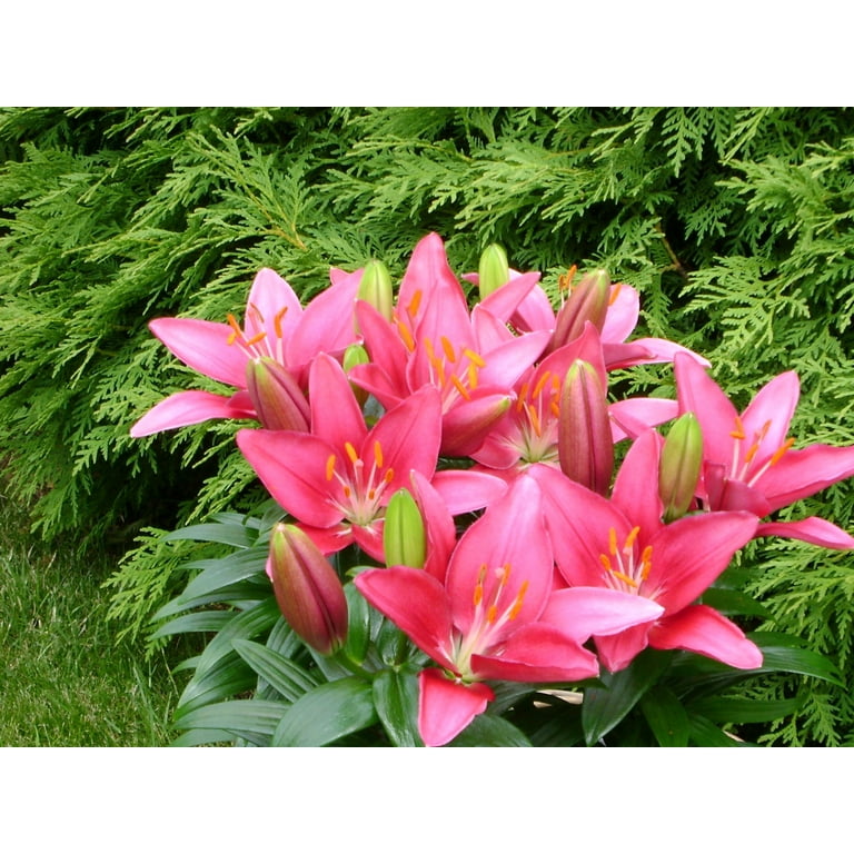 Expert Gardener Outdoor Live Plant Asiatic Lily Tiny Pearl Pink 1QT, Full  Sun - Walmart.com
