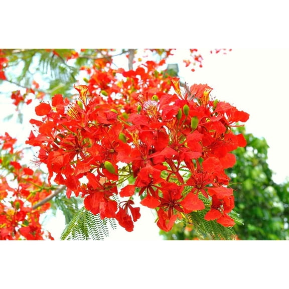 50 Seeds Delonix regia - Royal Poinciana - Flamboyant Flame Tree - Made in USA, Ships from Iowa