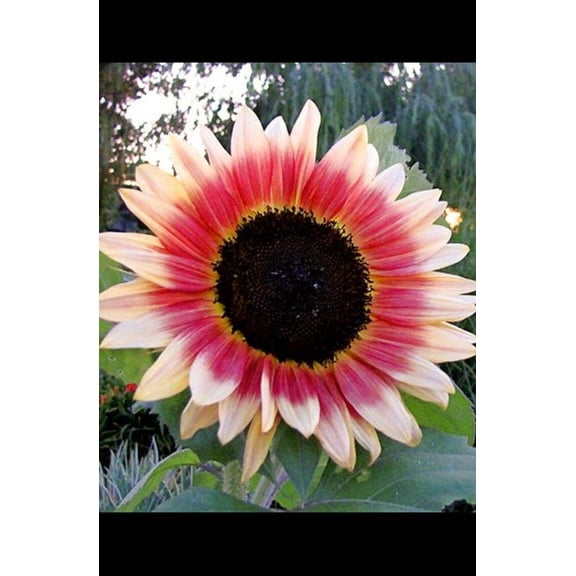Strawberry Blonde Sunflower Seeds - 20 Seeds to Grow - Helianthus Annuus, Pink and Yellow Sunflower