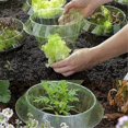 thumbnail image 5 of 10-Pack Plant Protectors for Garden Vegetables - Snail Barrier Collars, 5 of 5