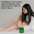 thumbnail image 5 of Majestic Pure Tea Tree Oil Foot Cream with Aloe Vera & Menthol, Warming Moisturizer for Dry Cracked Feet, Heels, Hands & Elbows, Softens & Hydrates Skin, 8 oz, 5 of 9
