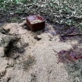 thumbnail image 6 of Ani-Logics Outdoors Ani-Mineral Block 20 Lb. Single, 6 of 8