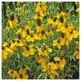 thumbnail image 2 of Everwilde Farms - 1 oz Long Headed Coneflower Native Wildflower Seeds - Gold Vault Bulk Seed Packet, 2 of 4