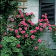 thumbnail image 2 of Direct Gardening William Baffin Purple Flowering Climbing Rose Dormant Bare Root Starter Plant, 2 of 4