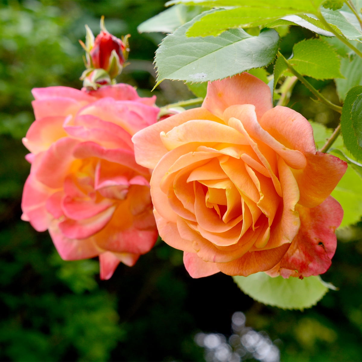 Van Zyverden Climbing Rose Joseph's Coat 1 Plant Root Stock Yellow Partial Sun Easy to Grow 3 lbs