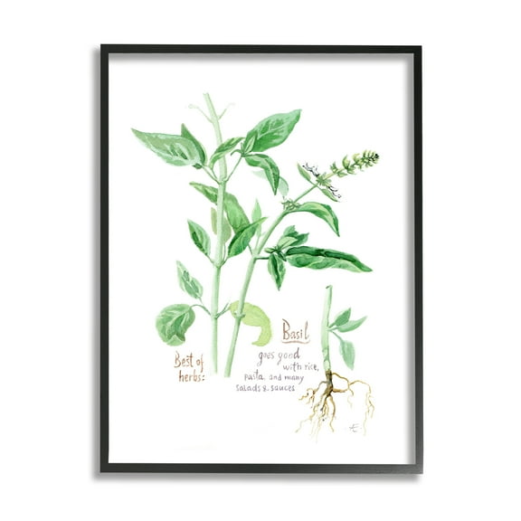 Stupell Industries Basil Plant Best Of Herbs Watercolor Garden Greens Food & Beverage Painting Black Framed Art Print Wall Art, 11 x 14