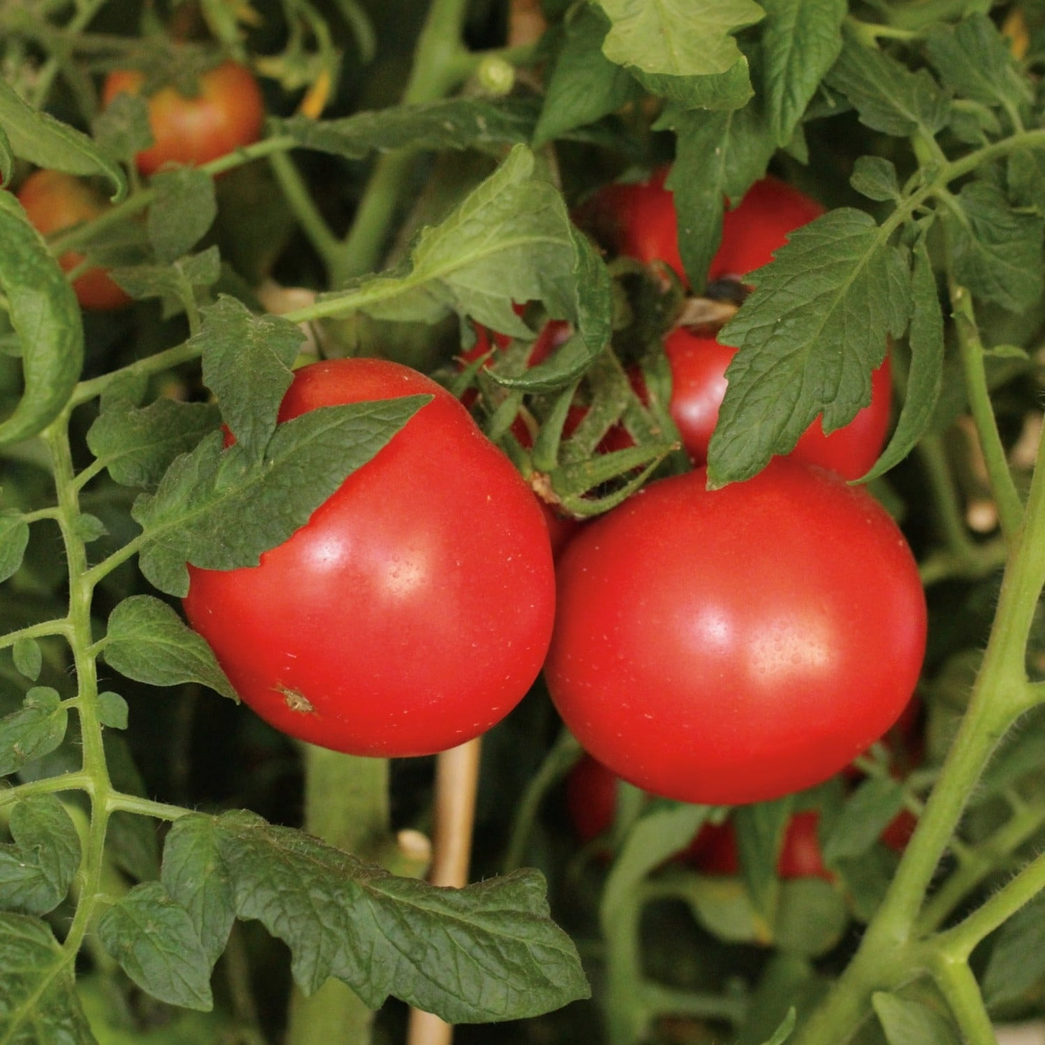 Proven Winners 4" Tempting Tomatoes Garden Treasure Slicing Tomato Live Plant in 4.25" Pot (4 Count)
