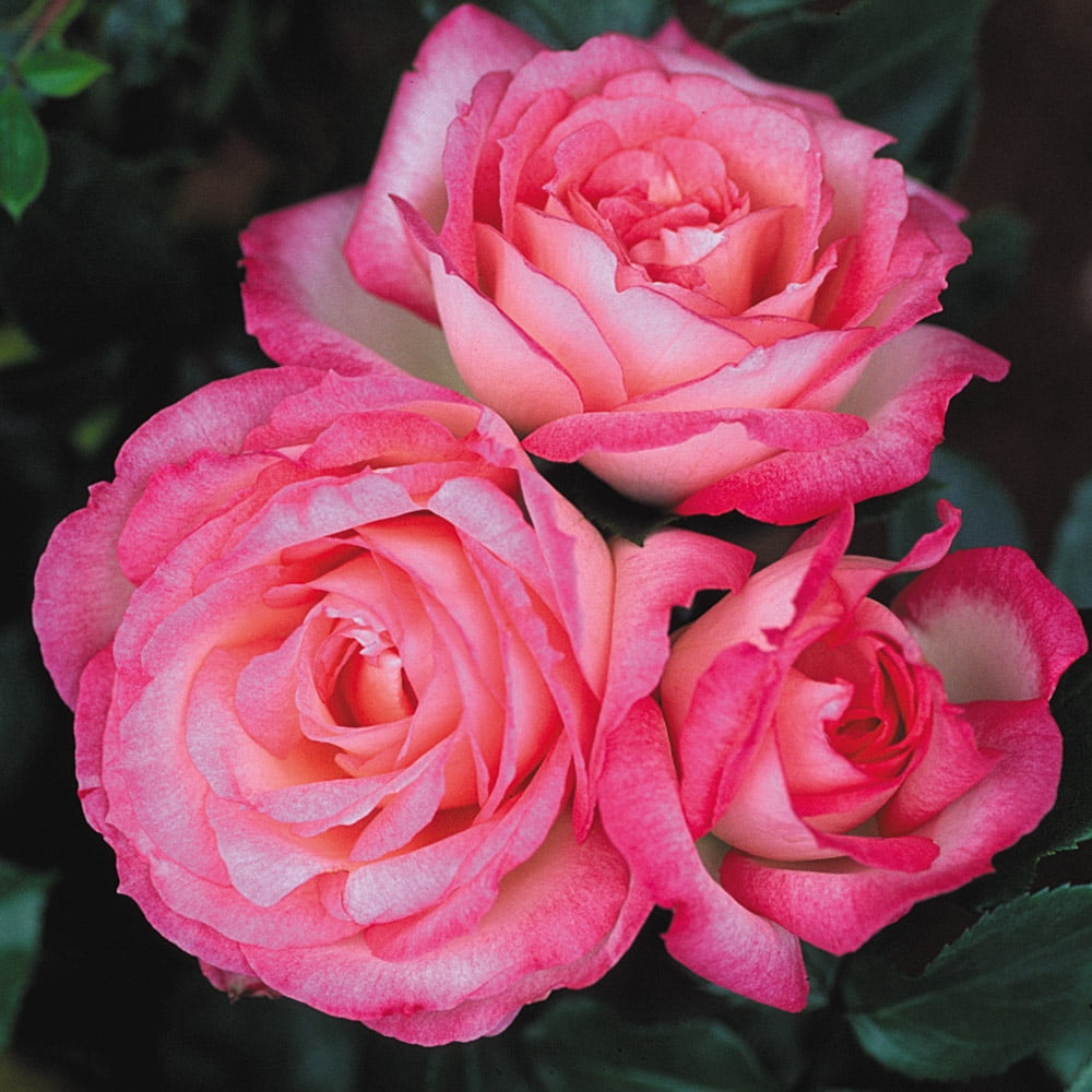 Heirloom Roses Rose Bush - Kiss Of Desire Climbing Roses , Live Rose Plant