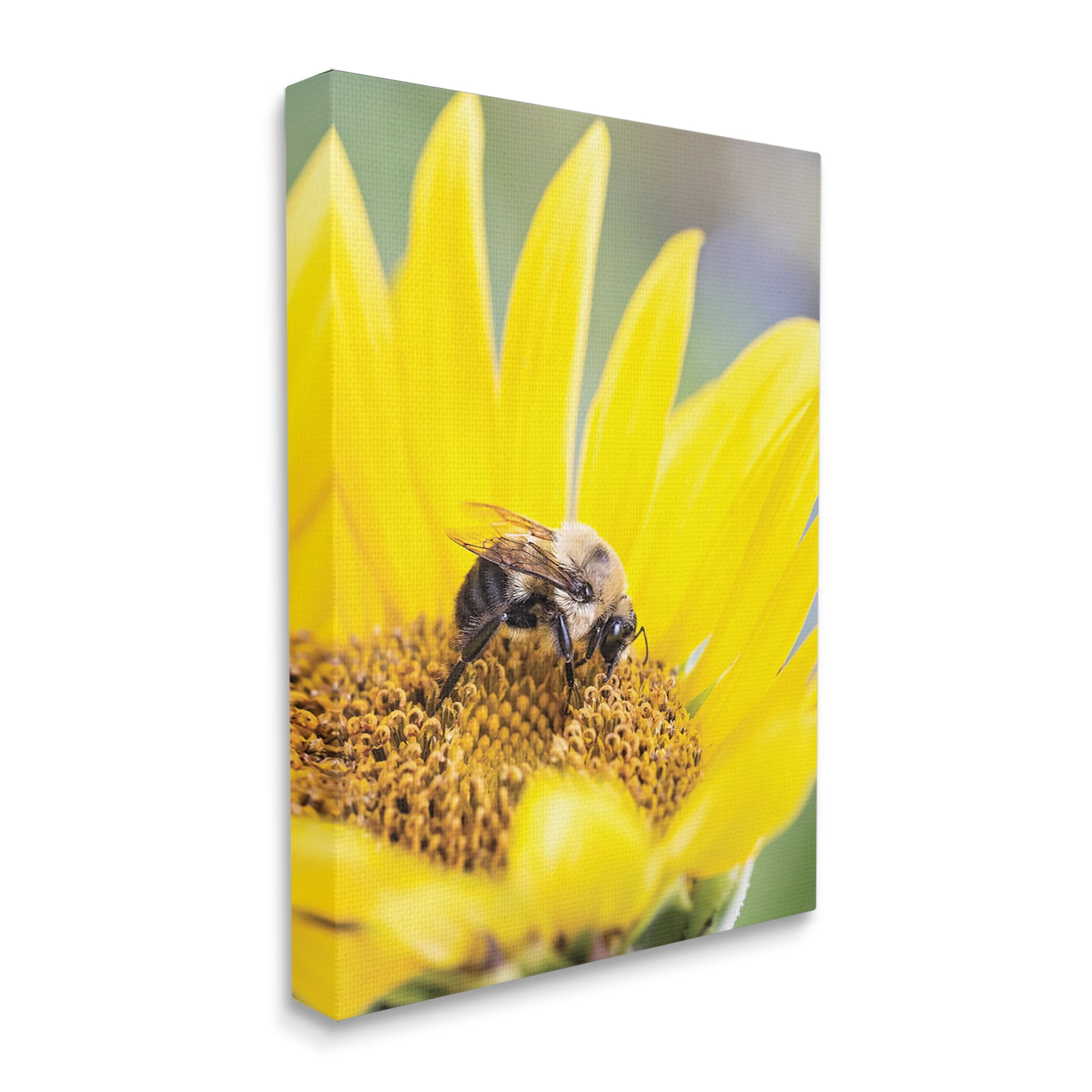 Stupell Industries Bee & Sunflower Photography Animals & Insects Photography Gallery Wrapped Canvas Print Wall Art, 30 x 40