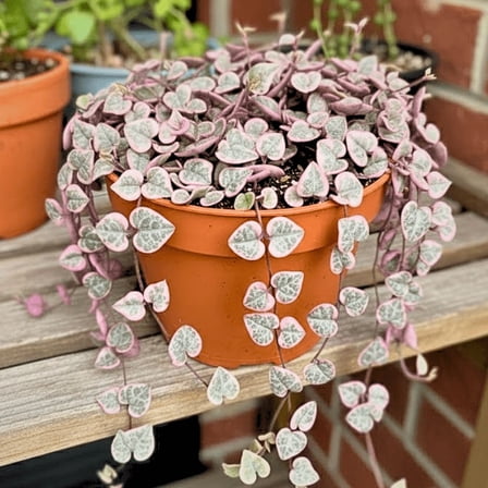 Variegated String of Hearts Plant Live, Rare Trailing Succulent Vine in 4 inch Pot, 4-7 inches Tall for Indoor Houseplant