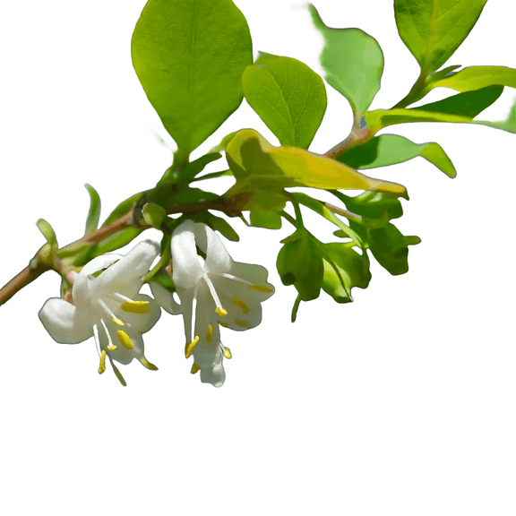 Fragrant Winter Honeysuckle – Evergreen Shrub with Sweetly Scented Creamy White Blooms