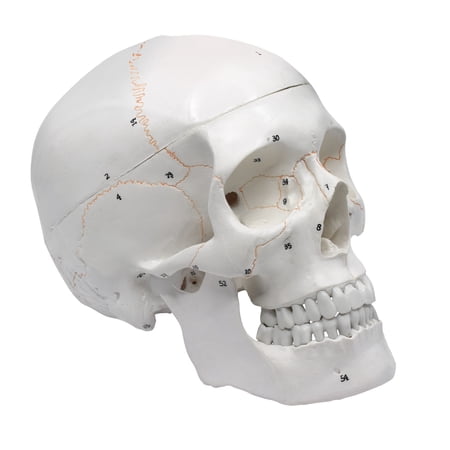 Numbered Human Adult Skull  3 Part - Medical Quality Anatomical Model - 9  Height - Removable Skull Cap  Shows Most Major Foramen  Fossa  and Canals - Articulated Mandible - Eisco Labs price history on PriceWatchPro