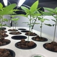 thumbnail image 5 of 10 unidades, cestas hidropónicas negras, maceta de plástico, plantación hidropónica, cesta reutilizable para plantas acuáticas para hidroponía aeropónica, plantación de flores, jardinería, 5 of 5