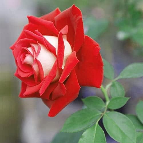  20 Rare Osiria Hybrid Tea Rose Seeds, Exotic Rare Dragon Rose  Flower Seeds Fresh : Patio, Lawn & Garden