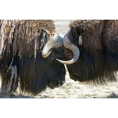 Close Up Of Two Bull Musk Oxen Standing Face To Face In A Fighting Confrontation At Alaska Wildlife Conservation Center Southcentral Alaska Summer Captive Canvas Art - Doug Lindstrand Design Pics (38