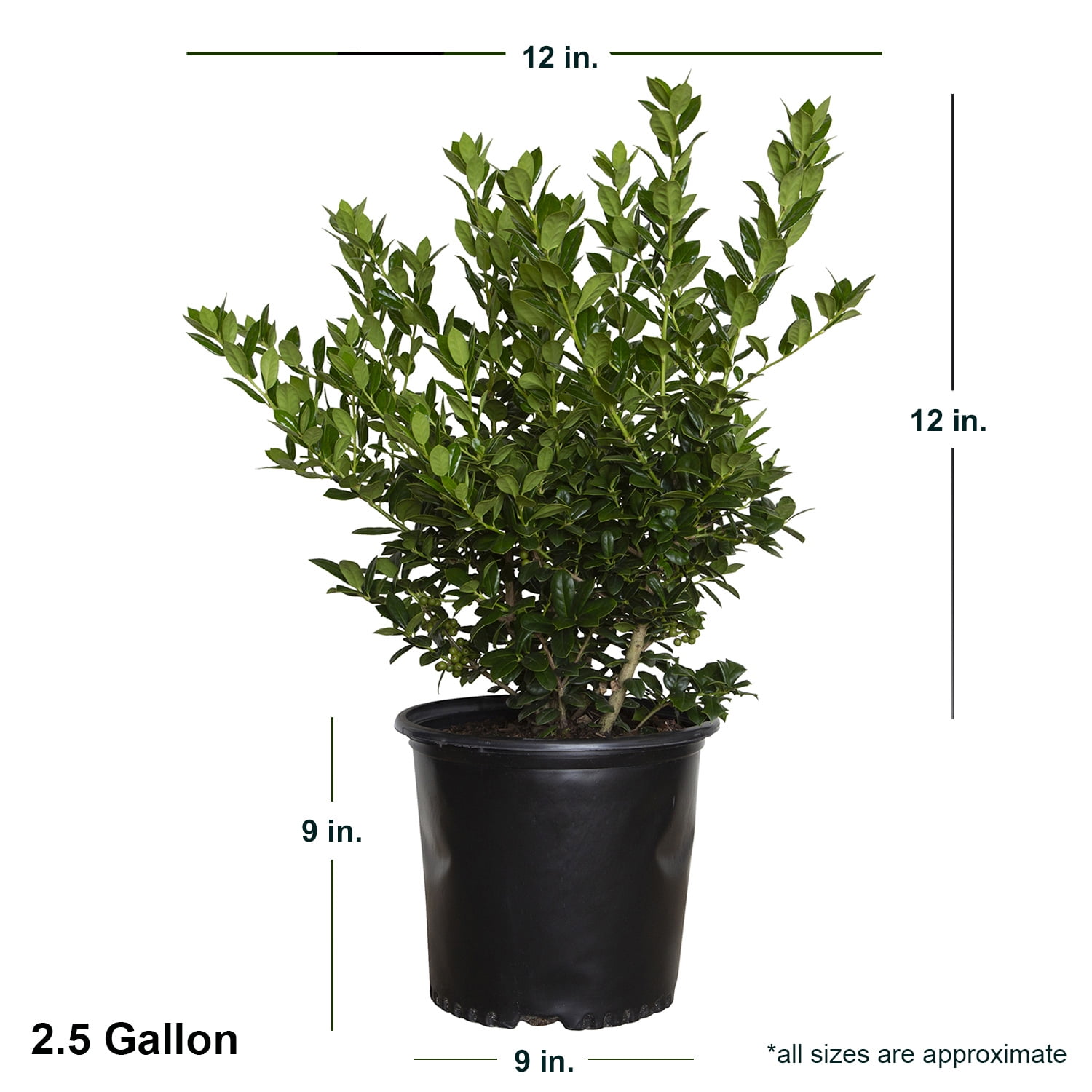 Expert Gardener Dwarf Burford Holly (2.5 Gallon) Compact Evergreen Shrub with Glossy Green Foliage - Full Sun Plant