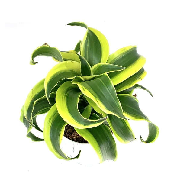 Dracaena Tornado Air Purifying House Plant