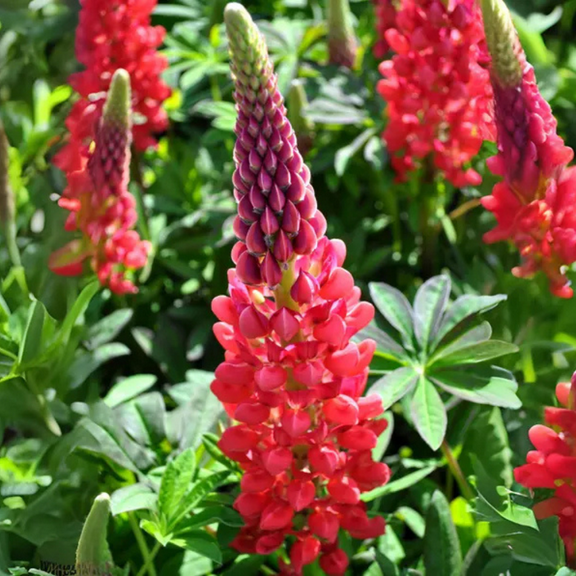 30 ‘Beefeater’ Lupine Seeds
