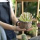 thumbnail image 5 of Suculentas de simulación, flor de dedo grande de Buda, suministros creativos DIY, accesorios de pared de plantas, plantas verdes artificiales, 6 uds., 5 of 6