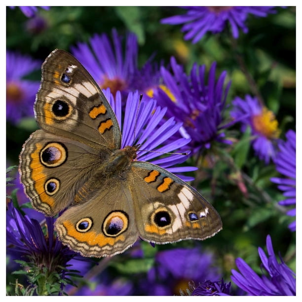 midwest wildflower seed mix Utah Wildflower Pollinator Seed Mix (Western USA & midwest compatible)   New Earth Seeds