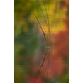 thumbnail image 2 of Rotenberg, Nancy 13x18 White Modern Wood Framed Museum Art Print Titled - MI, Autumn foliage reflect on Thornton Lake, 2 of 4