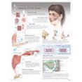 thumbnail image 2 of Publishing, S: Muscle Action Laminated Poster, 2 of 3