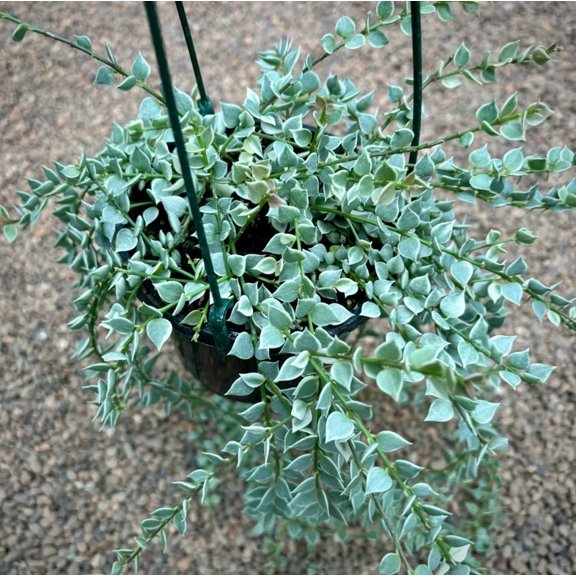 Dischidia Million Hearts Live Plant in 3" Pot - Dischidia ruscifolia Variegata - Variegated Plant - Trailing Succulent - Houseplant