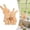 C, variant on Wooden Easter Bunny Family Puzzle, Wooden Bunny Puzzle for Home Crafts, Easter Decorations, House Warming Decor, Birthday Family Party Gifts for New Baby Easter Basket Stuffers, 2 Rabbits
