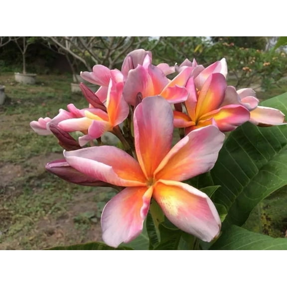 10 Lavender Yellow Plumeria Seeds