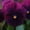 Purple, variant on Pansy Flower Garden Seeds - Cool Wave Series - Purple - 100 Seeds - Annual Flower Gardening Seed