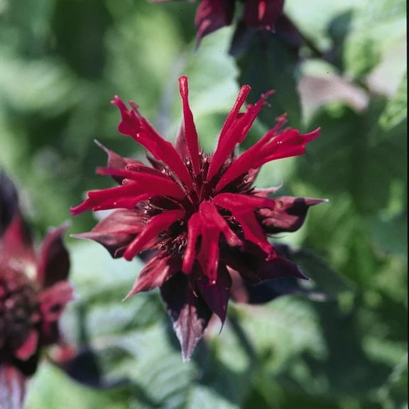 100 Raspberry Wine Bee Balm Seeds