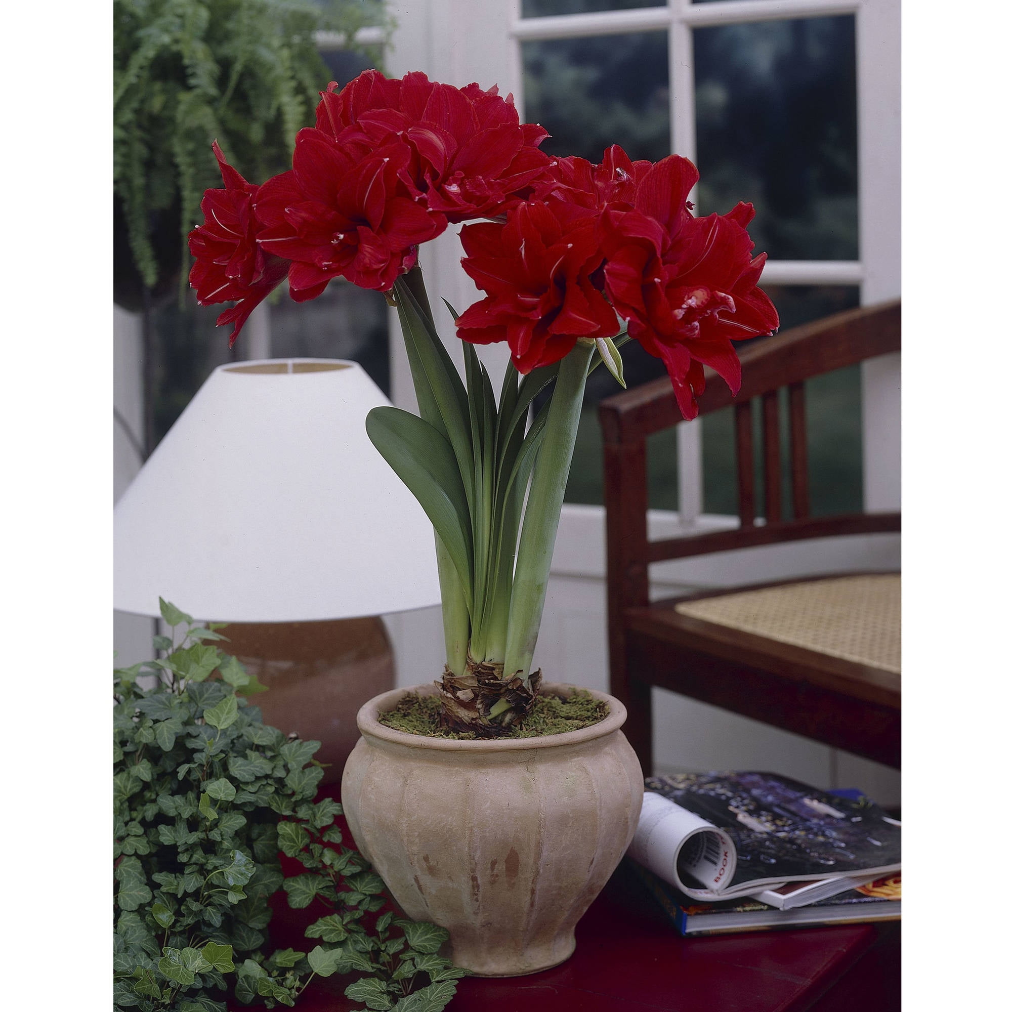 Bloomsz Amaryllis Red Peacock 26/28cm, 1-Pack