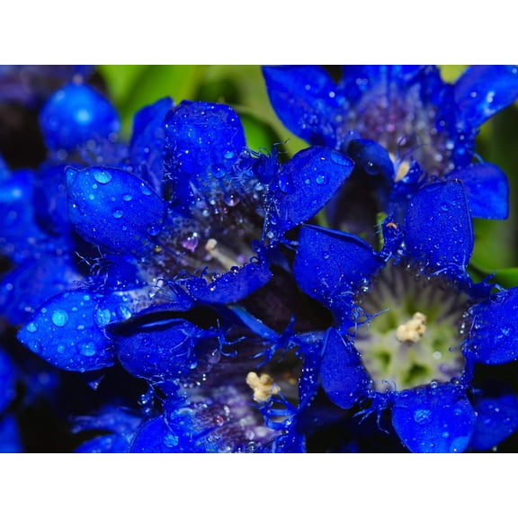 30 Dark Blue NIKITA GENTIAN Gentiana Dahurica Siberian Flower Herb Seeds