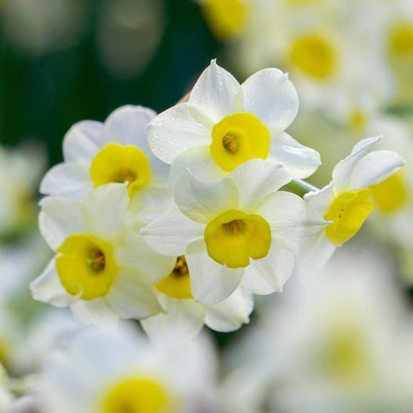 TASC Narcissus Flower Bulbs-Narcissus Tazetta Minnow (10 Bulbs)