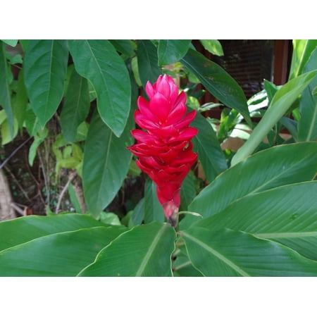 Best Laminated Poster Red Flower Tropical Flower AlpÃnia Poster Print 24 x 36 deal Best Laminated Poster Red Flower Tropical Flower AlpÃnia Poster Print 24 x 36 deal